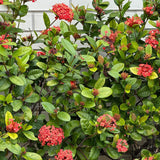 Compact Orange Ixora - Ixora chinensis 'Compact Orange'-Evergreen,Fast Growing,Flowering,Full Sun,Moderate Water,Outdoor,Shrub-Nursery Near Me