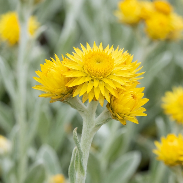 Compact Yellow Buttons (Chrysocephalum compact) is an Australian native groundcover with bright yellow, spiky-petaled everlasting flowers, fuzzy stems, drought tolerance, and soft green foliage.