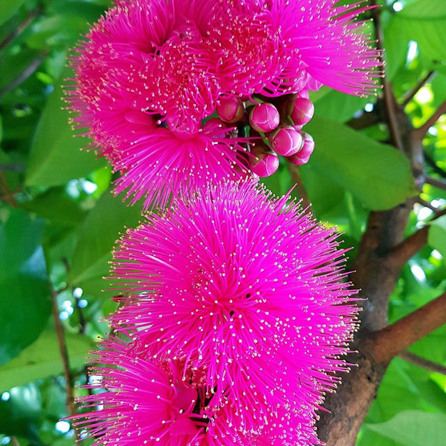 Coolamon Tree - Syzygium mooreii-Evergreen,Flowering,Moderate Water,Native,Outdoor,Partial Shade,Screening,Slow Growing,Tree-Nursery Near Me