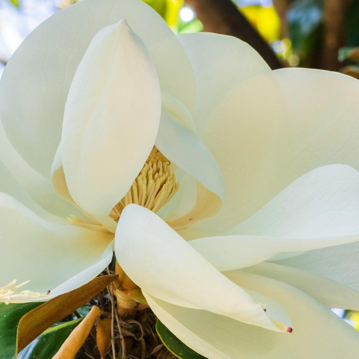 Coolwyn Gloss Magnolia - Magnolia grandiflora 'Coolwyn Gloss'-Evergreen,Flowering,Full Sun,Moderate Water,Ornamental,Outdoor,Screening,Slow Growing-Nursery Near Me