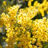 Cootamundra Wattle