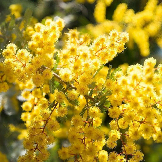 Cootamundra Wattle - Acacia baileyana-Evergreen,Fast Growing,Full Sun,Low Water,Native,Outdoor,Tree-Nursery Near Me