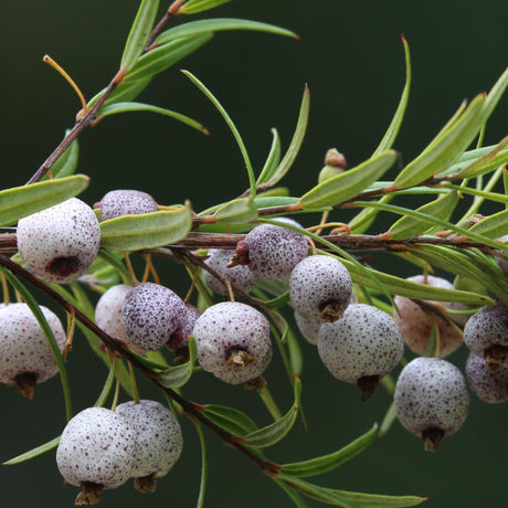 Copper Tops Midgen Berry - Austromyrtus 'Copper Tops'-Evergreen,Fruiting,Moderate Water,Native,Outdoor,Partial Shade,Screening,Shrub,Slow Growing-Nursery Near Me