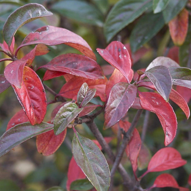 Coppertop Sweet Viburnum - Viburnum odoratissimum 'Coppertop'-Evergreen,Fast Growing,Full Sun,Moderate Water,Outdoor,Screening,Shrub-Nursery Near Me