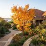 Coral Bark Maple