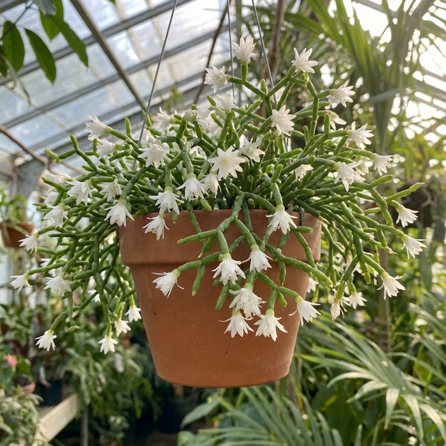 A hanging Coral Cactus - Rhipsalis cereuscula, displaying small white flowers, thrives indoors as an attractive greenhouse plant.