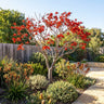 Coral Tree
