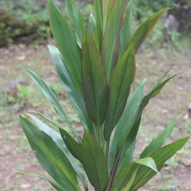 Cordyline fruticosa Hilo Rainbow - Cordyline fruticosa 'Hilo Rainbow'-Evergreen,Moderate Growing,Moderate Water,Outdoor,Partial Shade,Shrub,Tropical-Nursery Near Me