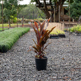 Cordyline fruticosa Rubra - Cordyline fruticosa 'Rubra'-Evergreen,Moderate Growing,Moderate Water,Outdoor,Partial Shade,Shrub,Tropical-Nursery Near Me