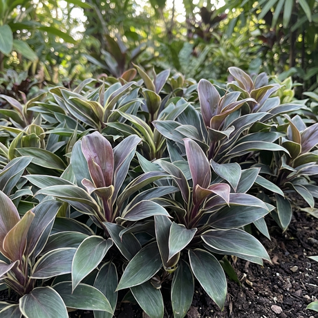 Cordyline Compacta Coffee (Cordyline fruticosa 'Compacta Coffee') features vibrant green and purple leaves, thriving in soil with dense foliage, ideal for a lush and low-maintenance tropical garden.
