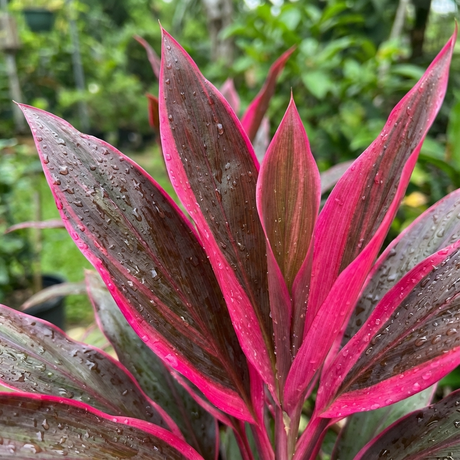 Pink and green tropical leaves with raindrops sparkle on the Cordyline fruticosa John Klass, a colorful foliage plant that stands out in any vibrant garden setting.