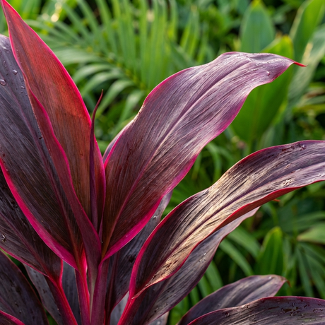 Close-up of striking deep purple leaves from the Purple Prince Ti Plant (Cordyline fruticosa ‘Purple Prince’) with hints of pink and blurred green tropical foliage in the background.
