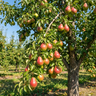Corella Pear
