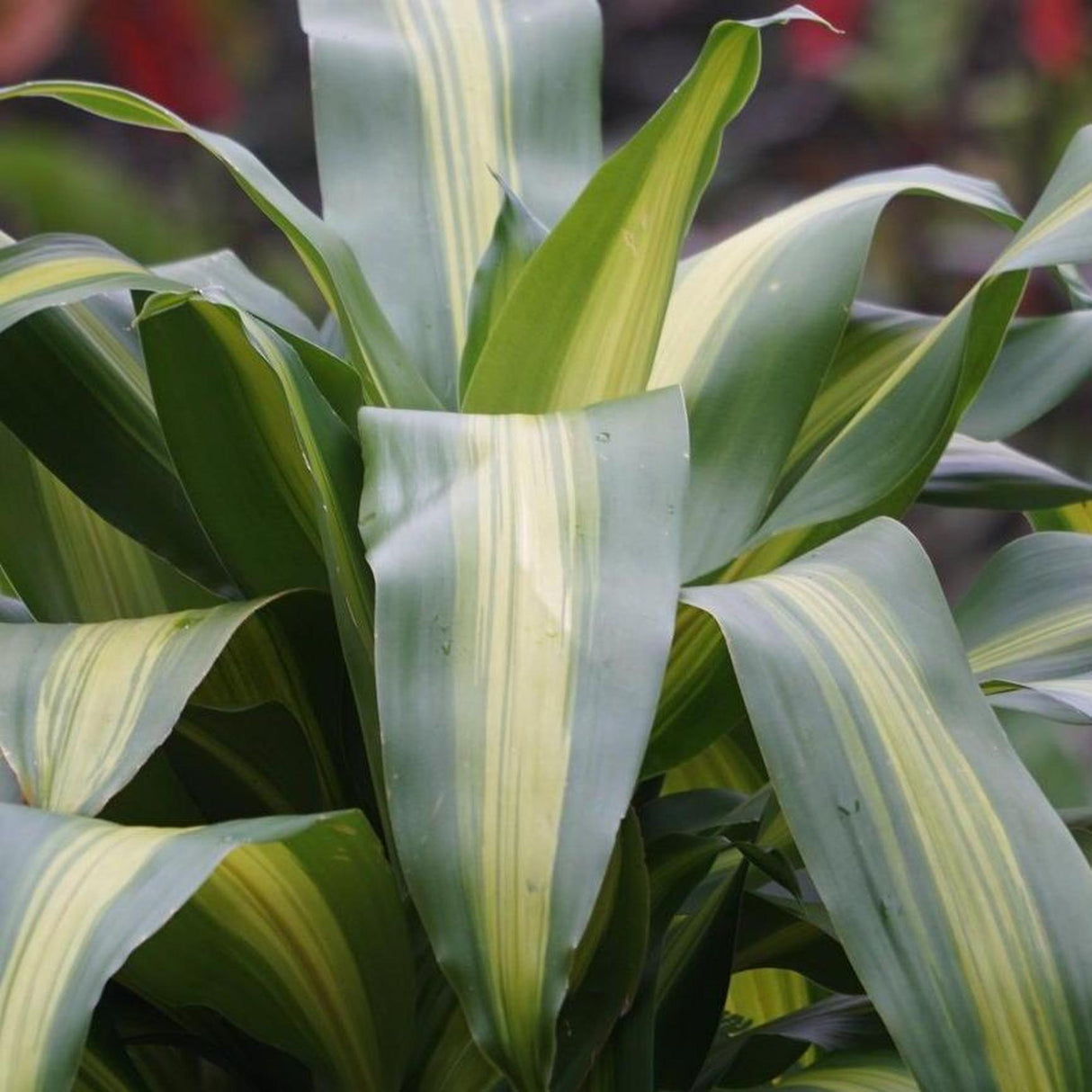 Corn Plant - Dracaena fragrans Massangeana-Evergreen,Indoor,Moderate Growing,Moderate Water,Ornamental,Partial Shade,Tropical-Nursery Near Me