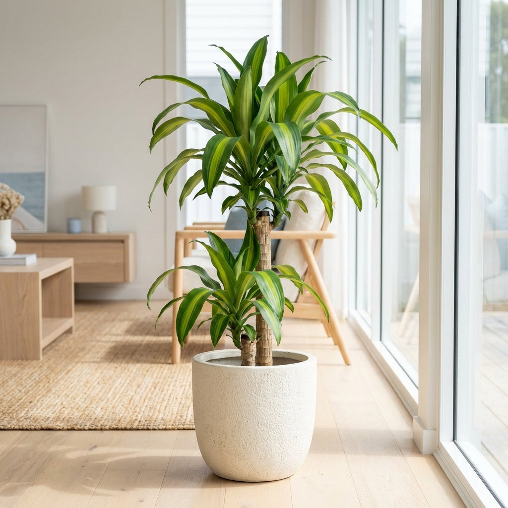 Corn Plant - Dracaena fragrans Massangeana