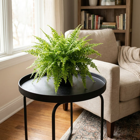 A Cotton Candy Fern - Nephrolepis exaltata smithii, a favored indoor and shade plant, is displayed on a black round table by a beige armchair in a cozy living room.