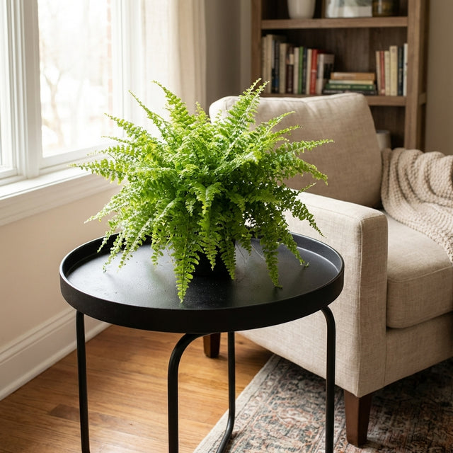 A Cotton Candy Fern - Nephrolepis exaltata smithii, a favored indoor and shade plant, is displayed on a black round table by a beige armchair in a cozy living room.