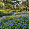 Country Park Blue Star Creeper