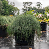 Cousin It - Casuarina glauca-Evergreen,Full Sun,Ground Cover,Low Water,Native,Outdoor,Slow Growing-Nursery Near Me