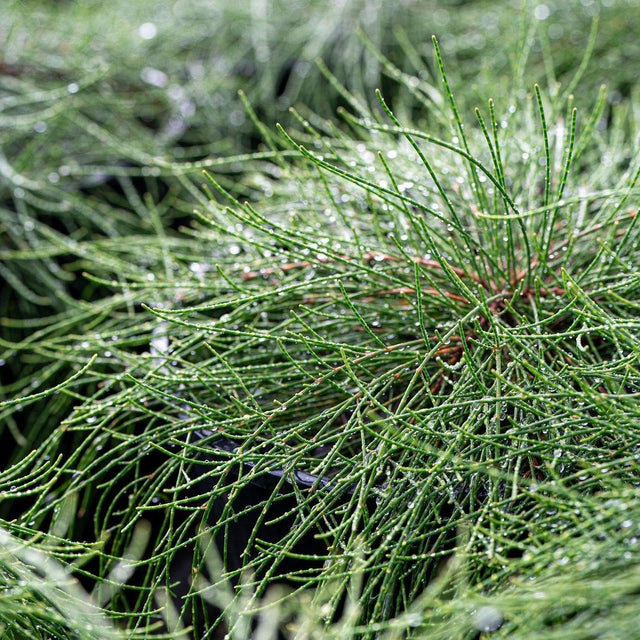 Cousin It - Casuarina glauca-Evergreen,Full Sun,Ground Cover,Low Water,Native,Outdoor,Slow Growing-Nursery Near Me