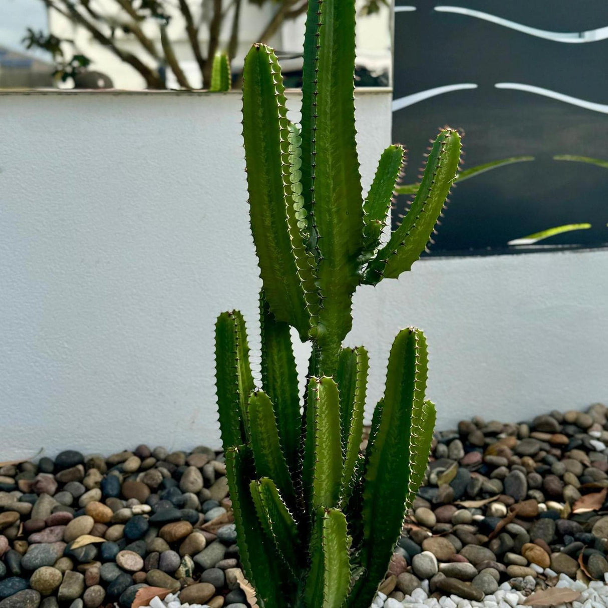 Cowboy Cactus - Euphorbia acrurensis-Cactus,Evergreen,Full Sun,Low Water,Ornamental,Outdoor,Slow Growing-Nursery Near Me