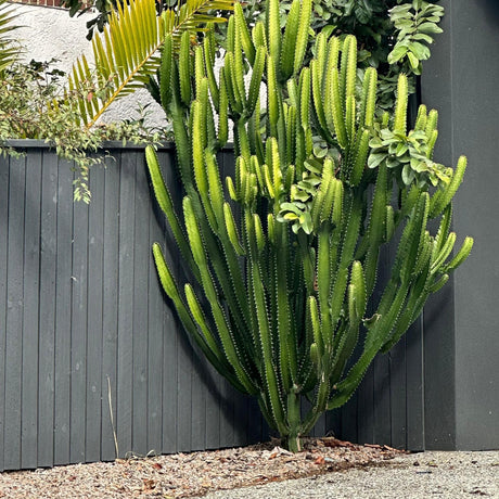 Cowboy Cactus - Euphorbia acrurensis-Cactus,Evergreen,Full Sun,Low Water,Ornamental,Outdoor,Slow Growing-Nursery Near Me