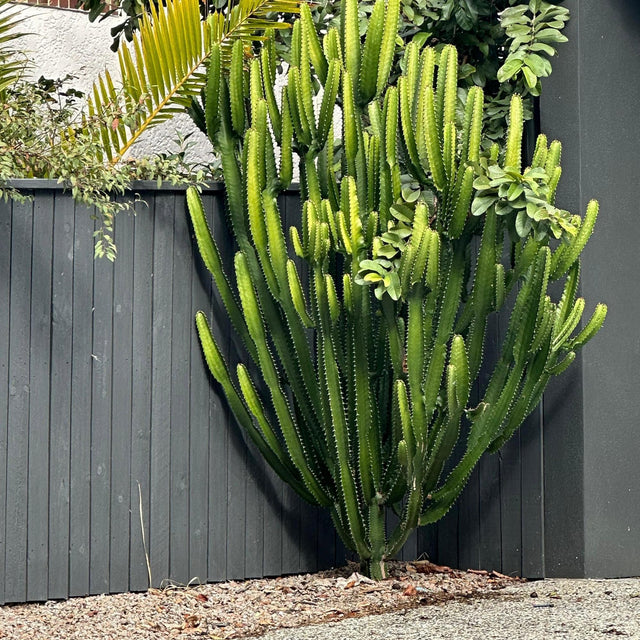 Cowboy Cactus - Euphorbia acrurensis-Cactus,Evergreen,Full Sun,Low Water,Ornamental,Outdoor,Slow Growing-Nursery Near Me