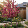 Crab Apple ‘Raspberry Spear’