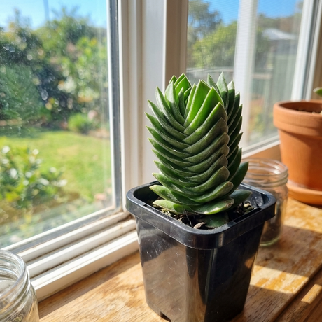 A low-maintenance Buddha’s Temple Crassula - Crassula ‘Buddha’s Temple’, an architectural succulent with spiral leaves, sits in a black pot on a sunny windowsill beside jars and another plant.