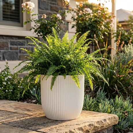 A green fern in a Cream Paloma Egg Pot sits on a stone ledge in a sunlit garden. Various sizes available.