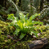 Crested Bird’s Nest Fern