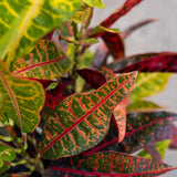 Croton - Codiaeum variegatum-Evergreen,Indoor,Moderate Water,Ornamental,Partial Shade,Slow Growing,Tropical-Nursery Near Me