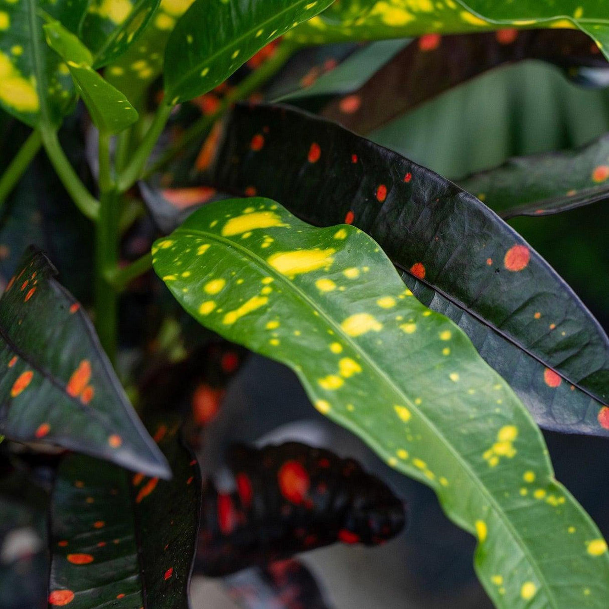 Croton - Codiaeum variegatum-Evergreen,Indoor,Moderate Water,Ornamental,Partial Shade,Slow Growing,Tropical-Nursery Near Me