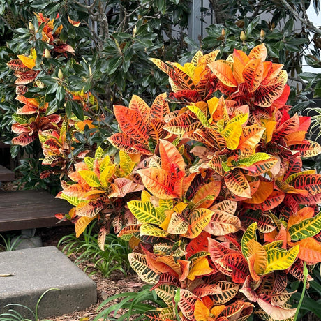 Croton - Codiaeum variegatum-Evergreen,Indoor,Moderate Water,Ornamental,Partial Shade,Slow Growing,Tropical-Nursery Near Me