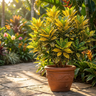 Croton
