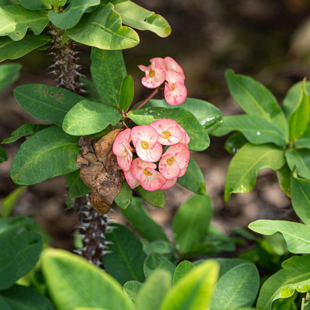 Crown of Thorns - Euphorbia milii-Evergreen,Flowering,Full Sun,Low Water,Moderate Growing,Outdoor,Succulent-Nursery Near Me