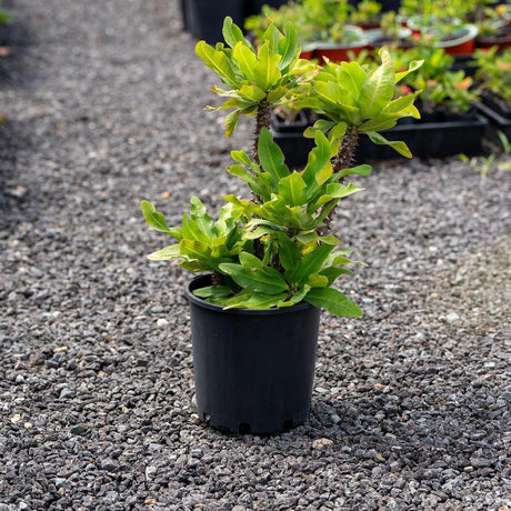 Crown of Thorns - Euphorbia milii-Evergreen,Flowering,Full Sun,Low Water,Moderate Growing,Outdoor,Succulent-Nursery Near Me