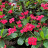 Crown of Thorns
