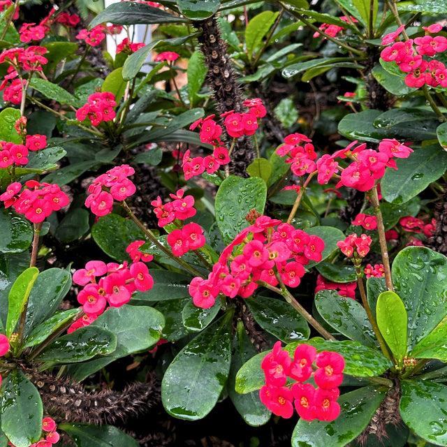 euphorbia milii succulent Crown of Thorns - Euphorbia milii