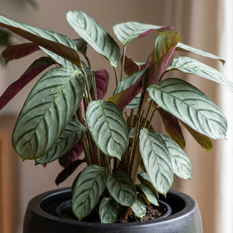 A potted Grey Star Ctenanthe (Ctenanthe setosa 'Grey Star'), an air-purifying houseplant with striking green foliage, adds vibrant life to your indoor space.