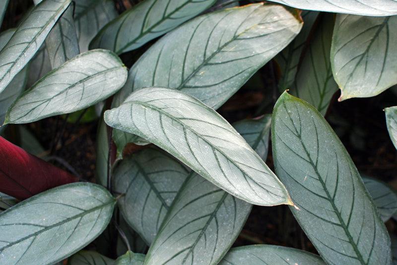 Grey Star Ctenanthe - Ctenanthe setosa 'Grey Star' - Brisbane Plant Nursery