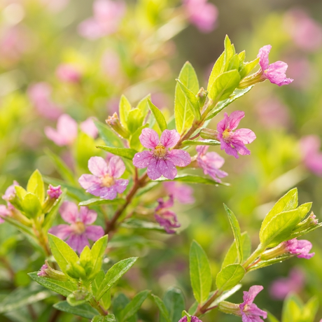 Small pink flowers bloom amid the bright green and golden-yellow foliage of the Aurea False Heather - Cuphea hyssopifolia ‘Aurea’ in soft sunlight.