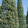 Cupressus Blue Ice