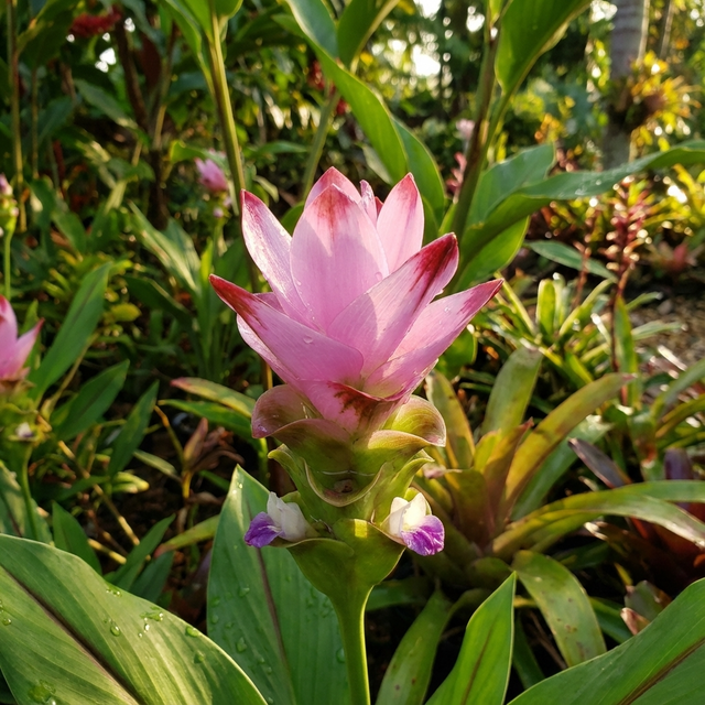 A pink flower of the Siam Swing Ornamental Ginger (Curcuma alismatifolia 'Siam Swing') blooms among green leaves in a sunlit garden, its vibrant spikes making a bold tropical statement.