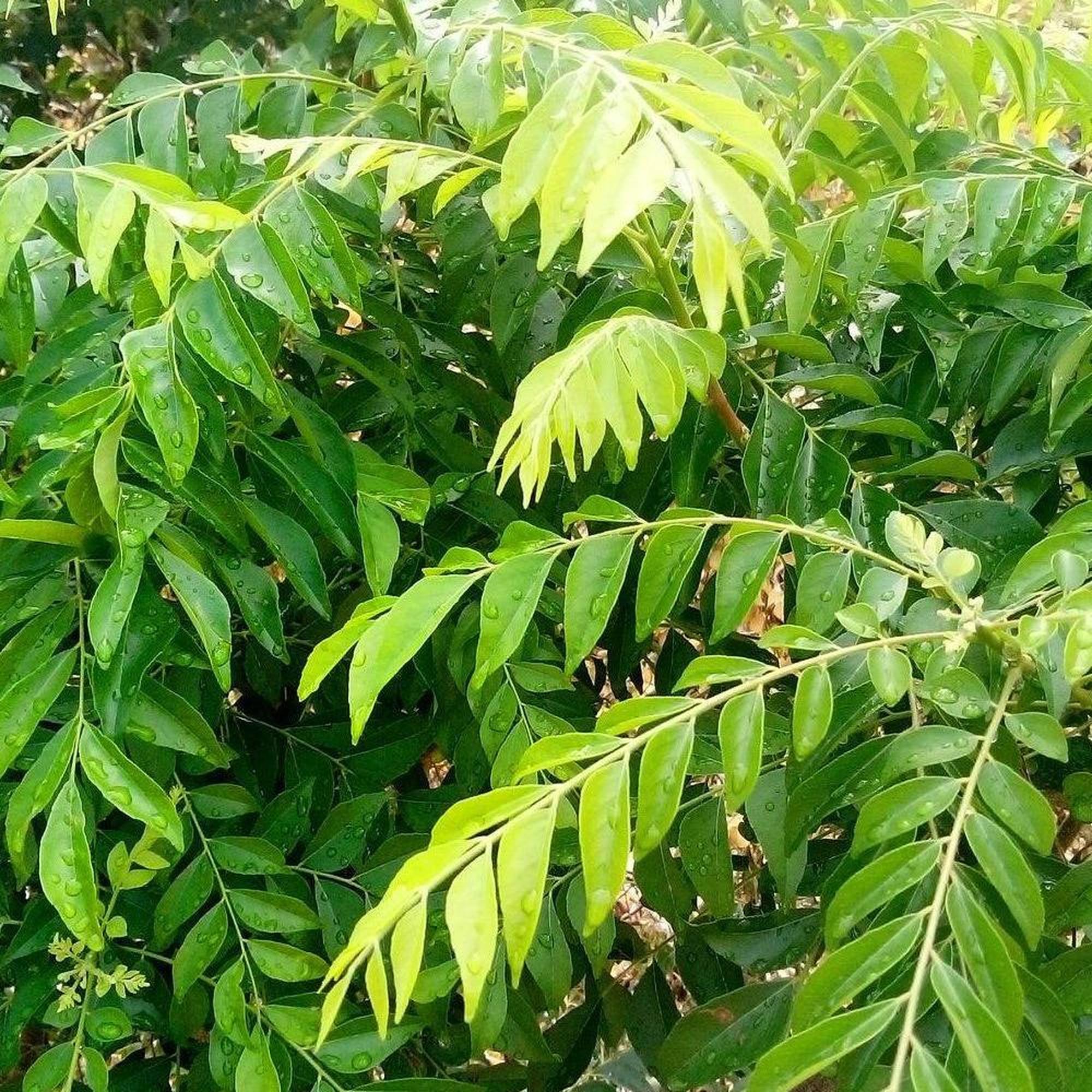 curry leaves plant in front of house Curry Tree - Murraya koenigii