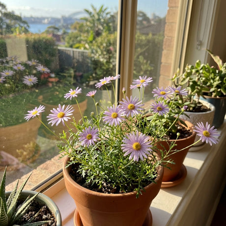 The Cut Leaf Daisy ‘Blue Moon’ (Brachyscome iberidifolia ‘Blue Moon’) thrives in a sunny terracotta pot on your windowsill, offering vibrant purple blooms with a view of the garden beyond.