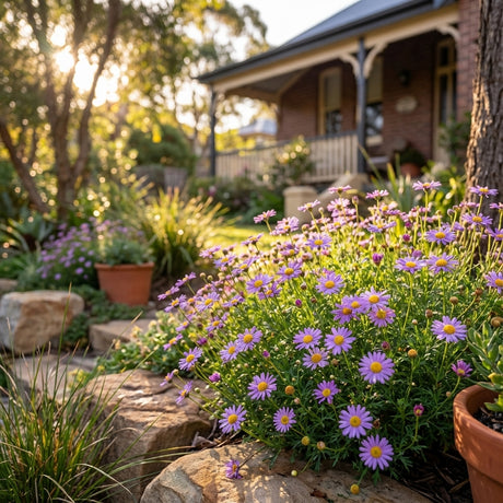 Cut Leaf Daisy ‘Break of Day’ (Brachyscome iberidifolia ‘Break of Day’) blooms with purple flowers in a sunlit garden near a house and porch.