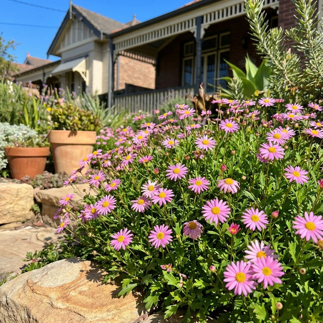 Cut Leaf Daisy ‘Hot Candy’ (Brachyscome iberidifolia ‘Hot Candy’) blooms in vibrant purple and hot-pink hues beside terracotta pots with a house in the background on a sunny day.