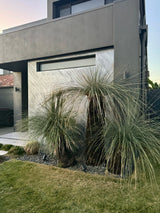 Grass Tree - Xanthorrhoea glauca - Brisbane Plant Nursery