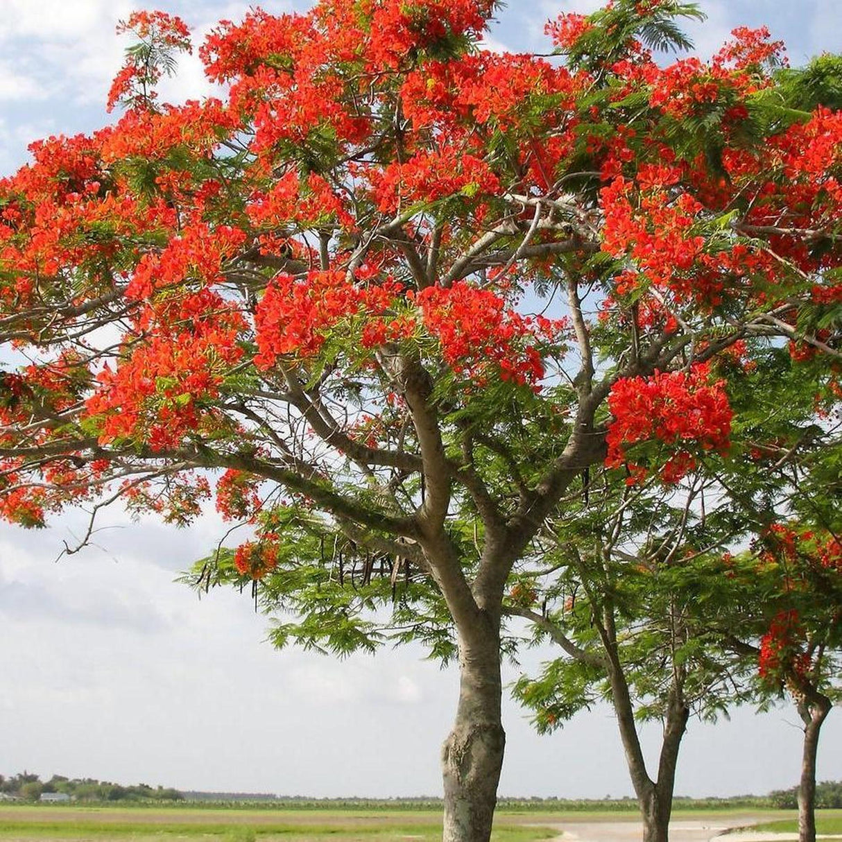 A DELONIX regia (Royal Poinciana) - Ex Ground displays vivid red flowers and green foliage in an open grassy area beneath a partly cloudy sky.